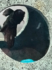 Foto enviada por Letícia Barbosa